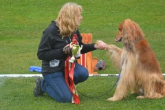 BIS-Best-in-Show-Greyhound-o-Afgahn-blandis-pa-12ar