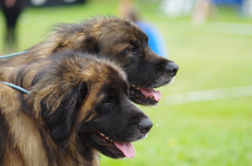 IMGP0257_redigerad-1