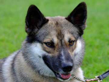 DSCF1467_redigerad-1